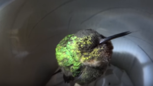hummingbird sleeping video