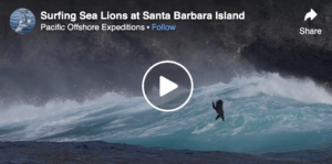 sea lions sufing wave in California